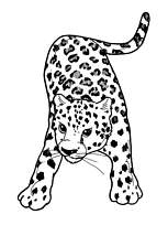 coloriage bebe leopard